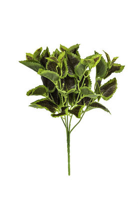Imagem de Pick Coleus