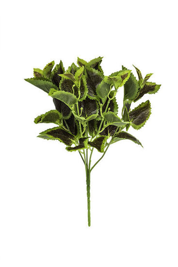 Imagem de Pick Coleus